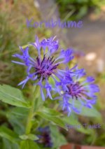 Kornblume