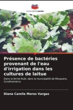 Présence de bactéries provenant de l'eau d'irrigation dans les cultures de laitue
