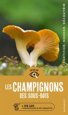 Champignons des sous bois