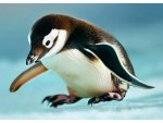 3D pohlednice Pinguino AI
