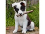 Magnetic Border Collie 3D magnet