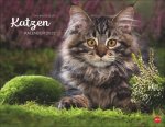 Monika Wegler: Katzenkalender 2025