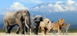 3D pohlednice The Big Five