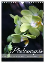 Phalaenopsis - Schöne Schmetterlingsorchideen (Wandkalender 2024 DIN A4 hoch), CALVENDO Monatskalender