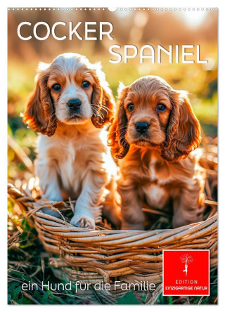 Cocker Spaniel - ein Hund für die Familie (Wandkalender 2025 DIN A2 hoch), CALVENDO Monatskalender