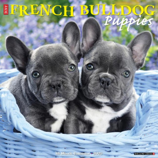 CAL 25 FRENCH BULLDOG PUPPIES 2025 WALL