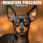 CAL 25 MINIATURE PINSCHERS 2025 WALL