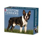 CAL 25 BOSTON TERRIERS 2025 BOX