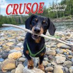 CAL 25 CRUSOE THE CELEBRITY DACHSHUND