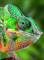 Caméléon