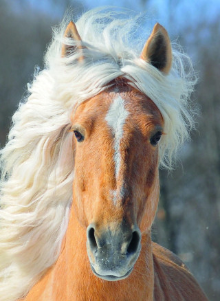 Cheval