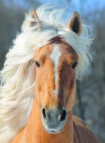 Cheval