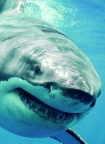 Requin