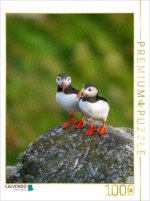 CALVENDO Puzzle Ein Motiv aus dem Kalender Naturerlebnis Puffin | 1000 Teile Lege-Größe 64x48cm Foto-Puzzle für glückliche Stunden