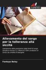 Allevamento del sorgo per la tolleranza alla siccit?