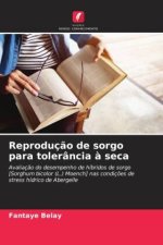 Reproduç?o de sorgo para tolerância ? seca