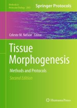 Tissue Morphogenesis