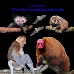 Weirdest Looking Animals in the World Kids Book