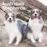 Australian Shepherds 2025 12 X 24 Inch Monthly Square Wall Calendar Plastic-Free