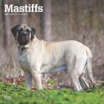 Mastiffs 2025 12 X 24 Inch Monthly Square Wall Calendar Plastic-Free