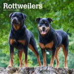 Rottweilers 2025 12 X 24 Inch Monthly Square Wall Calendar Plastic-Free