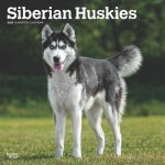 Siberian Huskies 2025 12 X 24 Inch Monthly Square Wall Calendar Plastic-Free