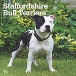 Staffordshire Bull Terriers 2025 12 X 24 Inch Monthly Square Wall Calendar Plastic-Free