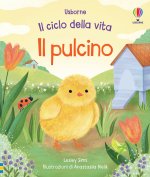 pulcino