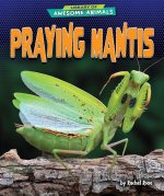 Praying Mantis