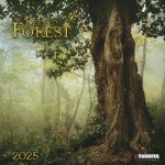 Deep Forest 2025