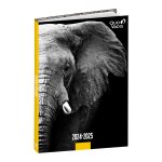Schülerkalender FORUM DE Tiere Elefant 2024/2025