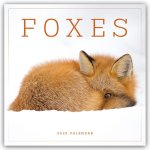 Foxes Square Wall Calendar 2025