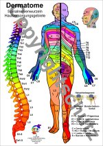 Dermatome - Spinalnervenwurzeln Hautversorgungsgebiete