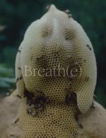 Breath(e): Towards Climate and Social Justice