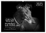 Galgo Español - der spanische Windhund 2025 (Wandkalender 2025 DIN A2 quer), CALVENDO Monatskalender