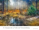A l'Ecoute de la forEt de Fontainebleau