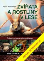 Zvířata a rostliny v lese