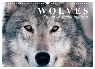 Wolves ? Faces of social hunters (Wall Calendar 2025 DIN A3 landscape), CALVENDO 12 Month Wall Calendar