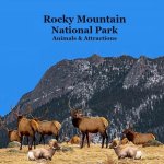 Rocky Mountain National Park Animals & Attractions Kids Book