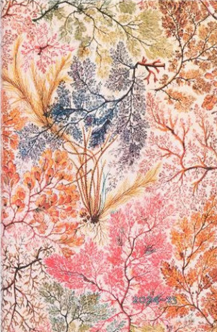 D2024/25 Anemone Maxi VER