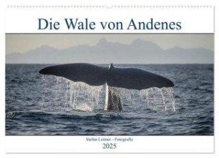 Die Wale von Andenes (Wandkalender 2025 DIN A2 quer), CALVENDO Monatskalender