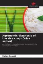 Agronomic diagnosis of the rice crop (Oriza sativa)