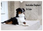 Australian Shepherd Tri Color (Wandkalender 2025 DIN A4 quer), CALVENDO Monatskalender