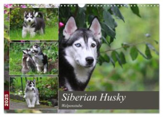 Siberian Husky - Welpenstube (Wandkalender 2025 DIN A3 quer), CALVENDO Monatskalender