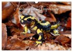 Heimische Amphibien (Wandkalender 2025 DIN A3 quer), CALVENDO Monatskalender