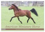 American Miniature Horse (Wandkalender 2025 DIN A3 quer), CALVENDO Monatskalender