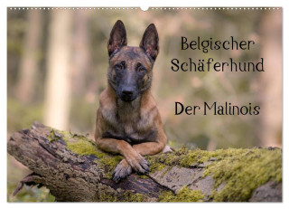 Belgischer Schäferhund - Der Malinois (Wandkalender 2025 DIN A2 quer), CALVENDO Monatskalender