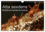 Atta sexdens - Blattschneiderameise (Wandkalender 2025 DIN A4 quer), CALVENDO Monatskalender