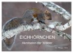 EICHHÖRNCHEN (Wandkalender 2025 DIN A2 quer), CALVENDO Monatskalender