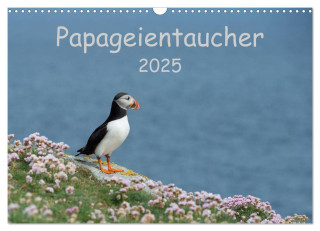 Papageientaucher 2025 (Wandkalender 2025 DIN A3 quer), CALVENDO Monatskalender